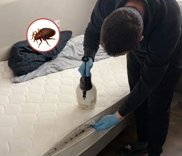 Technicien traitant un matelas contre les punaises de lit à Rueil-Malmaison